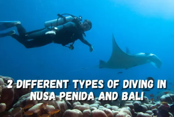 Top 5 Nusa Penida Dive Sites - Neptune Scuba Diving Drift Dive